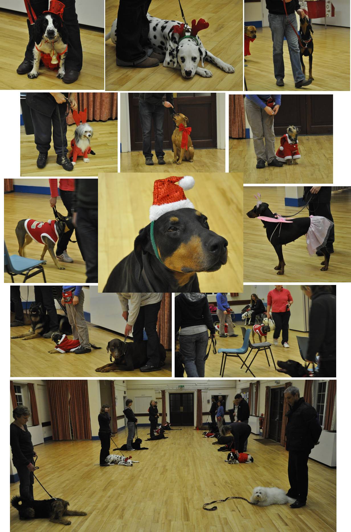 News & Views Expert Dog Trainers Hampshire, Surrey and Bershire