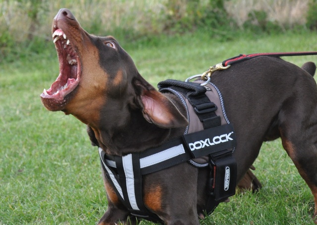 Personal Protection Dog Training Puppy Adult Dog Training In Fleet Odiham And Winchfield